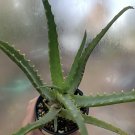 Aloe Arborescens,Candelabra Aloe, related to Aloe Vera, Succulent Perennial
