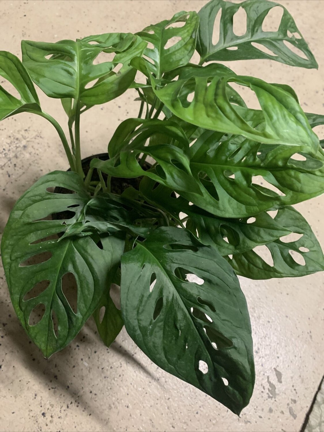 Swiss Cheese Vine Monstera Adansonii (wide Form) 6” Pot