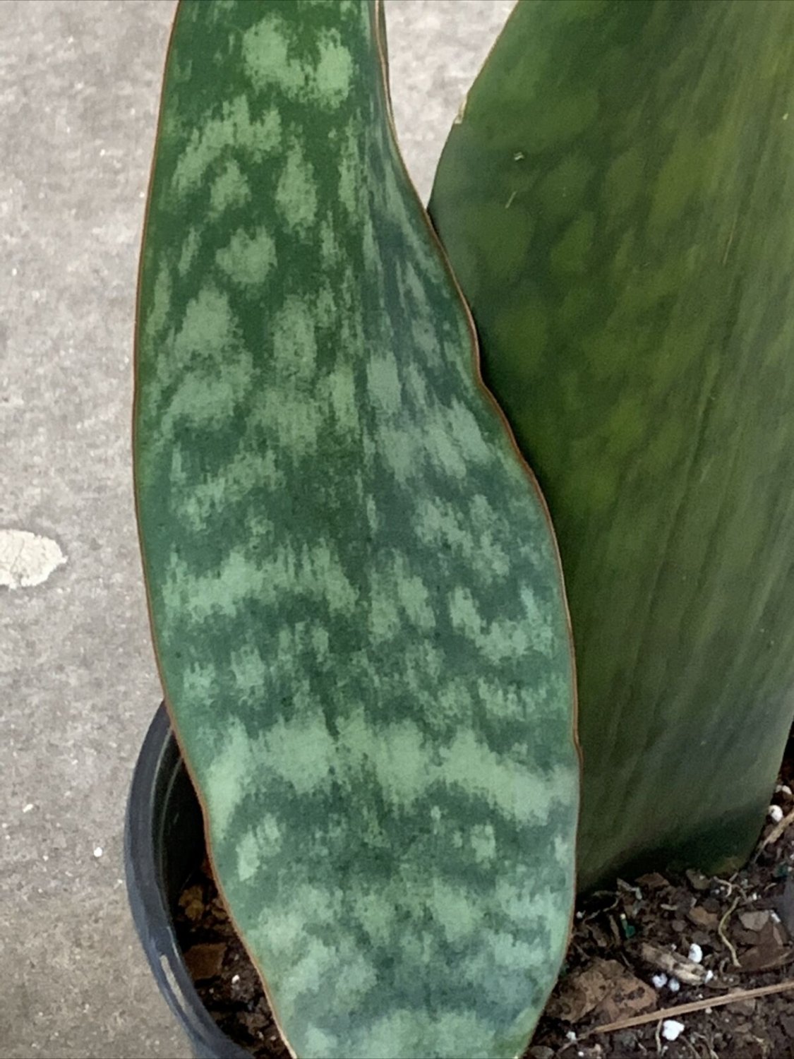 Sansevieria Masoniana Whale Fin