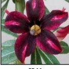 Adenium Obesum Grafted Plant "CE-11" Desert Rose Plant *USA Seller*