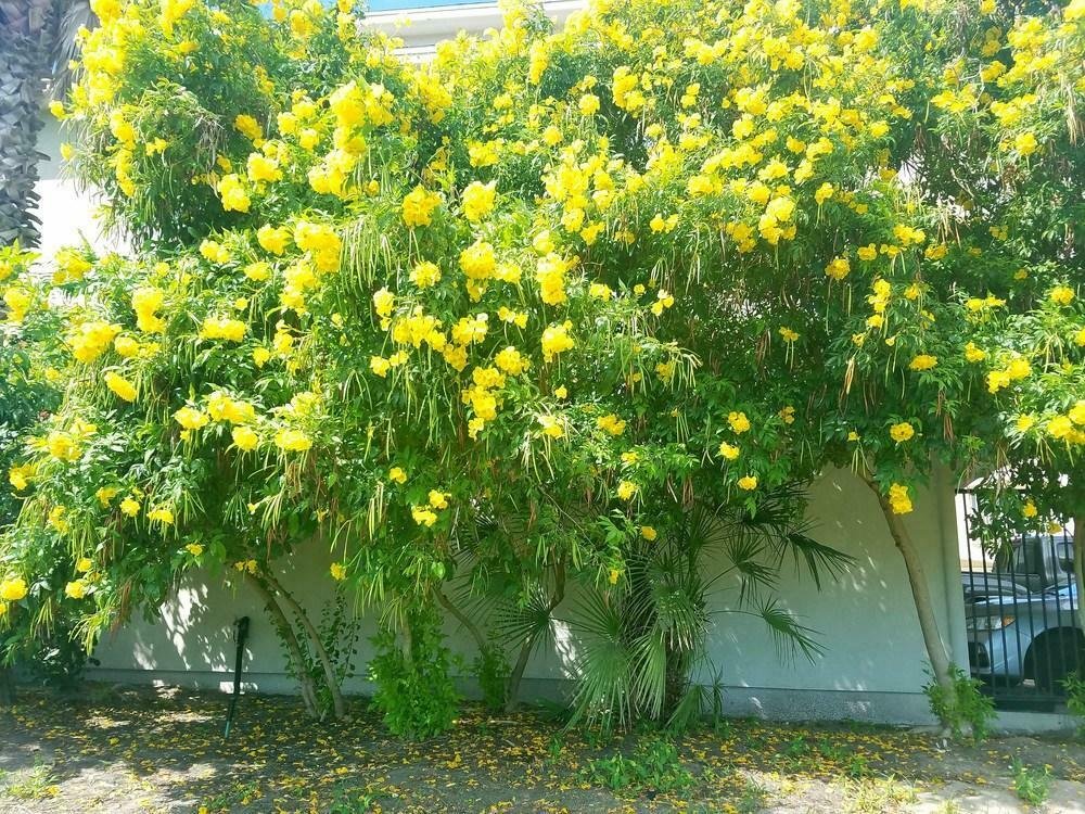 **YELLOW BELLS** Esperanza Stans**YELLOW TRUMPET**STARTER PLANT**