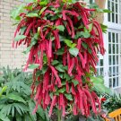 *GIANT CHENILLE*Acalypha Hispida*Starter Plant*Attracts Hummingbirds/Butterflies