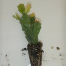 1 Named Varieties of Christmas Cactus/Schlumbergera Truncata StarterPlants
