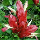 RED SHRIMP Heirloom Shade Garden Live Plant Justicia Unusual Flower