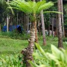 Phoenix Pusilla Ceylon Date Palm The Flour Palm 5 Seeds