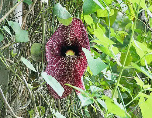Aristolochia Elegans Elegant Dutchman'S Pipe Calico Flower 40 Seeds