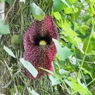 Aristolochia Elegans Elegant Dutchman'S Pipe Calico Flower 40 Seeds