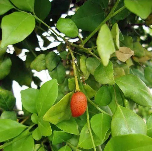 Murraya Paniculata Tall Variety Orange Jasmine 10 Seeds