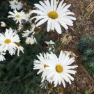 Nipponanthemum Nipponicum Montauk Or Nippon Daisy 50 Seeds