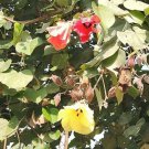 Hibiscus Tiliaceus Beach Or Sea Hibiscus 10 Seeds