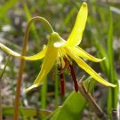 Erythronium Grandiflorum Pursh Yellow Avalanche Or Glacier Lily 10 Seeds