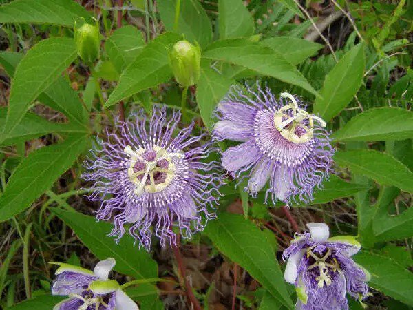 Passiflora Incarnata Maypop Apricot Vine Hardy Passion Vine 5 Seeds