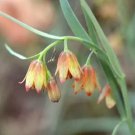 Fritillaria Eastwoodiae Butte County Or Eastwood'S Fritillary 5 Seeds