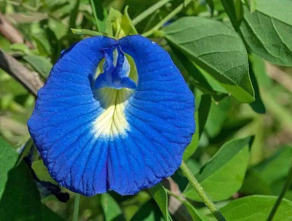 Clitoria Ternatea Single Blue Butterfly Pea 10 Seeds