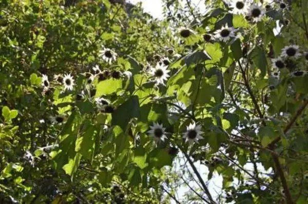 Rojasianthe Superba Giant White Sunflower Tree 10 Seeds