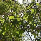 Rojasianthe Superba Giant White Sunflower Tree 10 Seeds
