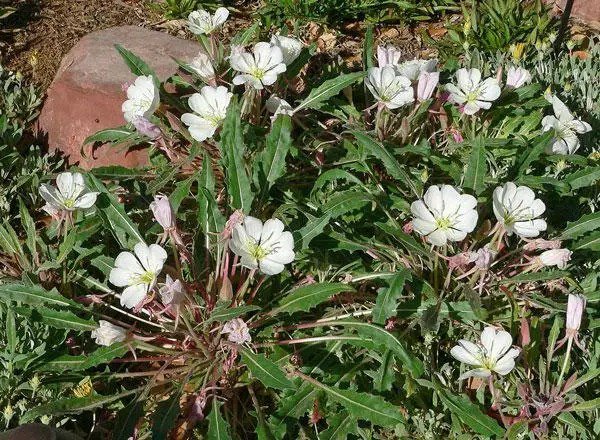 Oenothera Caespitosa Fragrant, Tufted Or White Eveningprimrose 10 Seeds