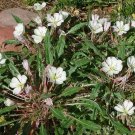 Oenothera Caespitosa Fragrant, Tufted Or White Eveningprimrose 10 Seeds
