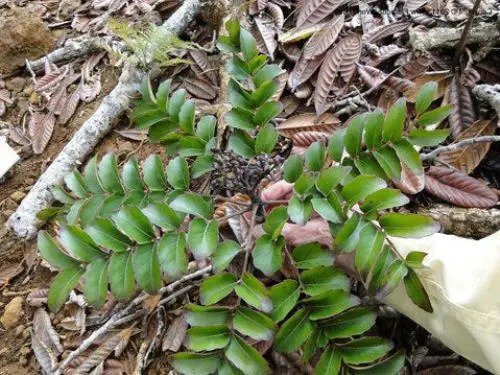 Polyscias Pancheri Aralia 5 Seeds