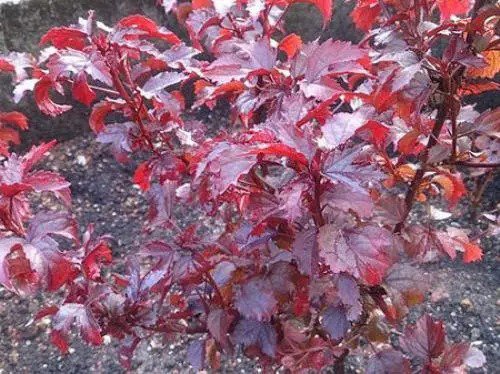 Hibiscus Mahogany Splendor Red Leaf Hibiscus 5 Seeds