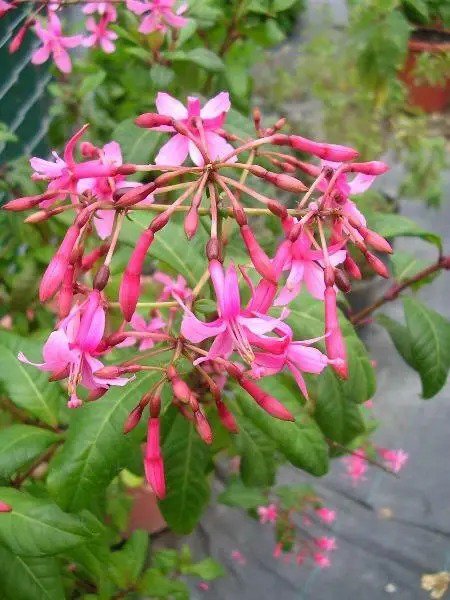 Fuchsia Arborescens Tree Fuchsia 20 Seeds