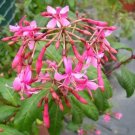 Fuchsia Arborescens Tree Fuchsia 20 Seeds