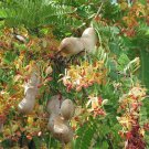 Tamarindus Indica Tamarind 5 Seeds