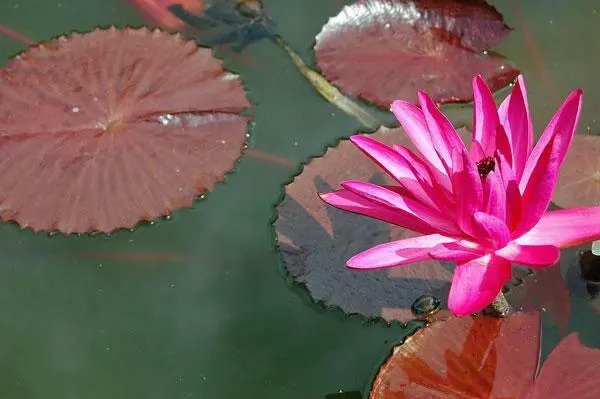 Nymphaea Rubra Red Cup Red Flare 10 Seeds