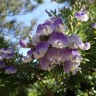 Mohavea Confertiflora The Ghost Flower 10 Seeds