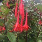 Cananga Odorata Ribbon Tree Ylangylang 10 Seeds