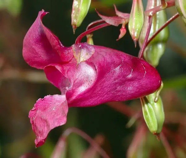 Fuchsia Fanfare Fanfare Fuchsia 10 Seeds