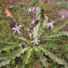 Cordyline Sp. 'Wide Leaf' 5 Seeds