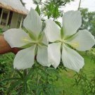 Ipomoea Magnusiana Rare 10 Seeds