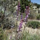 Asclepias Eriocarpa Indian Or Kotolo Milkweed Woollypod 10 Seeds