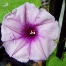 Datura Metel Purple Picotee 5 Seeds