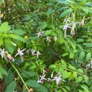 Calochortus Nuttallii (Pink Form) Nuttall'S Mariposa Sego Lily 10 Seeds