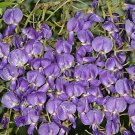 Gelsemium Sempervirens Carolina Or Yellow Jasmine 10 Seeds
