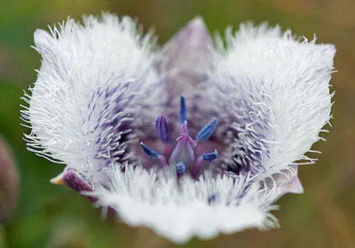 Calochortus Nuttallii (White Form) Sego Lily 5 Seeds