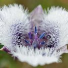 Calochortus Nuttallii (White Form) Sego Lily 5 Seeds