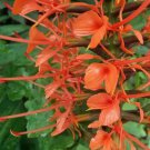 Asclepias Californica California Milkweed 5 Seeds