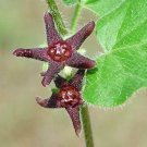 Asclepias Humistrata Pinewoods Milkweed Sandhill Milkweed 5 Seeds