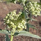 Matelea Biflora Purple Milkweed Vine Star Milkvine 5 Seeds