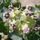 Asclepias Erosa Desert Milkweed 5 Seeds