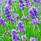 200 Arugula Seeds Autumn Garden Vegetable Salads Herb Microgreens Nongmo