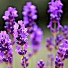 800 Lavender Seeds Autumn Perennial Mosquito Bug Repelling Herb Bees Nongmo
