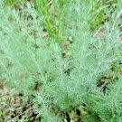 800 Lavender Vera Seeds Perennial Autumn Mosquito Pest Repellent Bees Hardy