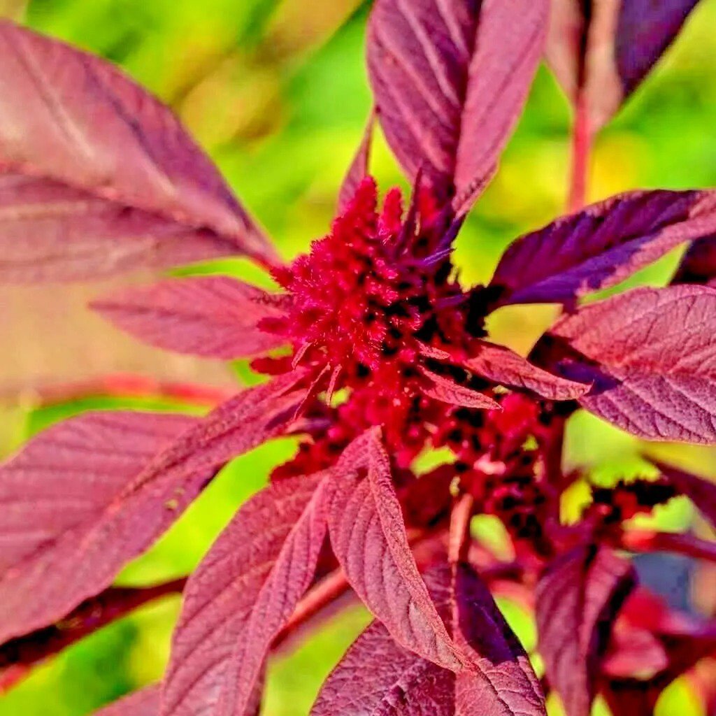 Ali Baba Strawberry 150 Seeds Spring Perennial Heirloom Nongmo Fruit