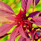 Ali Baba Strawberry 150 Seeds Spring Perennial Heirloom Nongmo Fruit