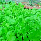 1000 Seeds Red Amaranth Stripe Leaf Chinese Spinach Yin Cho Vegetable Garden