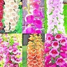 1000 Seeds Kale Dwarf Autumn Mix Vegetable Garden Salads Microgreens Nongmo